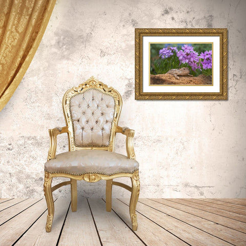 Horny toad lizard among prairie verbena Gold Ornate Wood Framed Art Print with Double Matting by Fitzharris, Tim