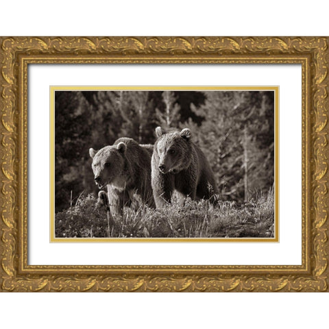 Grizzly bear cubs Sepia Gold Ornate Wood Framed Art Print with Double Matting by Fitzharris, Tim