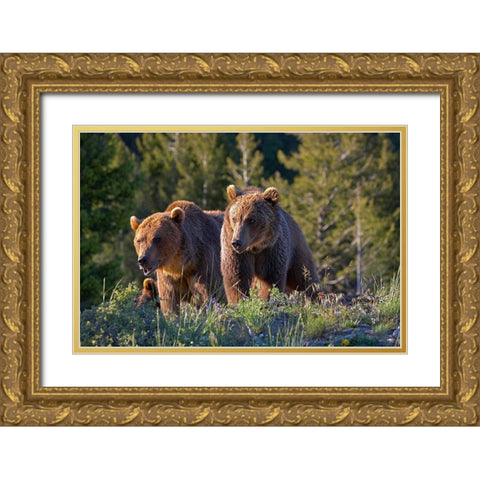 Grizzly bear cubs Gold Ornate Wood Framed Art Print with Double Matting by Fitzharris, Tim