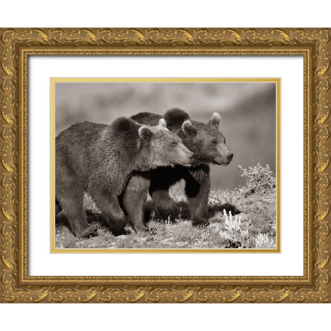 Grizzly bear cubs Sepia Gold Ornate Wood Framed Art Print with Double Matting by Fitzharris, Tim