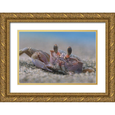 Crab Gold Ornate Wood Framed Art Print with Double Matting by Fitzharris, Tim