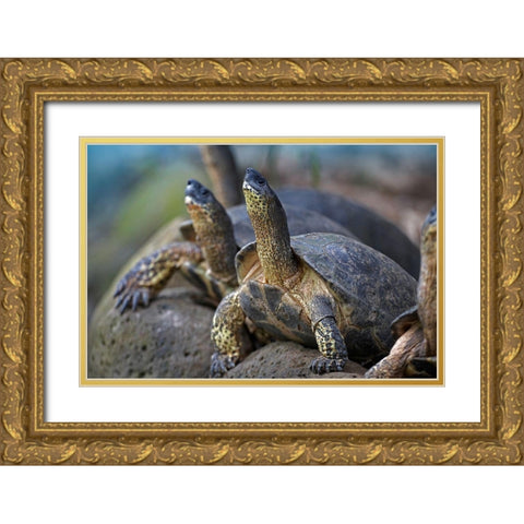 Tortoise Gold Ornate Wood Framed Art Print with Double Matting by Fitzharris, Tim