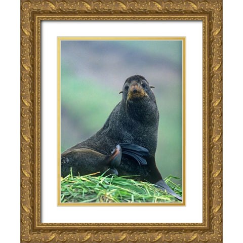 Northern Fur Seal Gold Ornate Wood Framed Art Print with Double Matting by Fitzharris, Tim