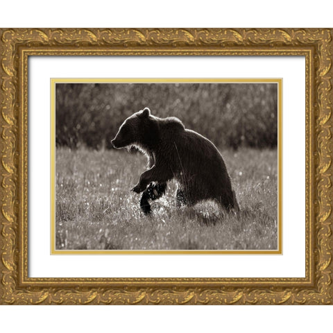 Grizzly bear Sepia Gold Ornate Wood Framed Art Print with Double Matting by Fitzharris, Tim