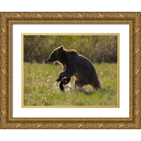 Grizzly bear Gold Ornate Wood Framed Art Print with Double Matting by Fitzharris, Tim