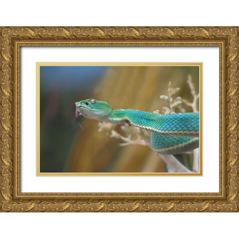 Side-striped palm pit viper snake Gold Ornate Wood Framed Art Print with Double Matting by Fitzharris, Tim