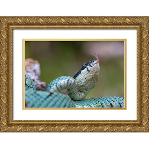 Green pit viper snake Gold Ornate Wood Framed Art Print with Double Matting by Fitzharris, Tim