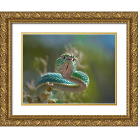 Side-striped palm pit viper snake Gold Ornate Wood Framed Art Print with Double Matting by Fitzharris, Tim