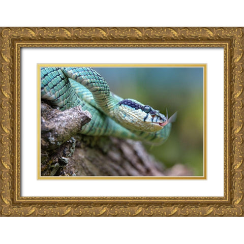 Green pit viper snake Gold Ornate Wood Framed Art Print with Double Matting by Fitzharris, Tim