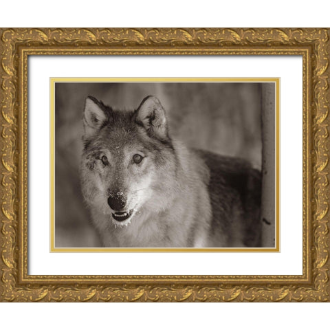 Gray wolf Sepia Gold Ornate Wood Framed Art Print with Double Matting by Fitzharris, Tim