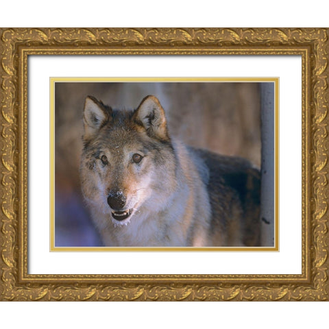 Gray wolf Gold Ornate Wood Framed Art Print with Double Matting by Fitzharris, Tim