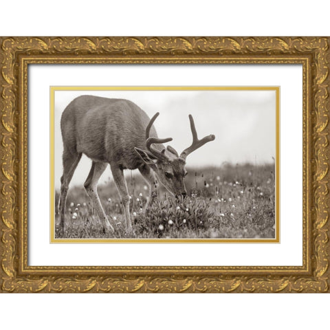 Mule eating lupines Sepia Gold Ornate Wood Framed Art Print with Double Matting by Fitzharris, Tim