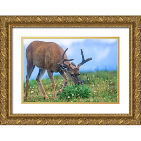 Mule eating lupines Gold Ornate Wood Framed Art Print with Double Matting by Fitzharris, Tim