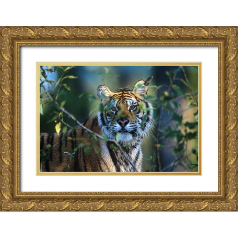 Siberian tiger Gold Ornate Wood Framed Art Print with Double Matting by Fitzharris, Tim
