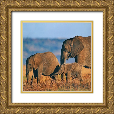 African elephants-Masai National Reserve-Kenya Gold Ornate Wood Framed Art Print with Double Matting by Fitzharris, Tim