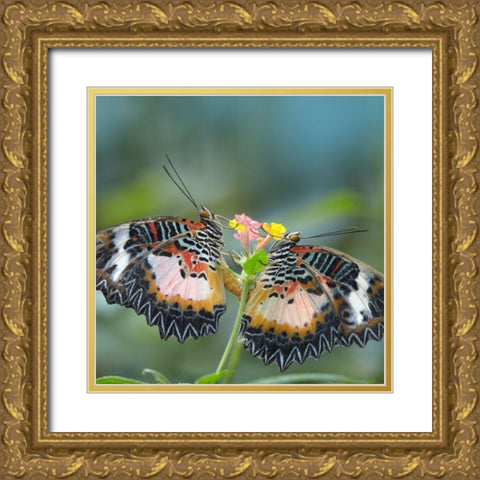 Cethosia luzonica butterflies mating Gold Ornate Wood Framed Art Print with Double Matting by Fitzharris, Tim