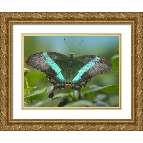 Local Queen butterfly-Papilio daedalus Gold Ornate Wood Framed Art Print with Double Matting by Fitzharris, Tim