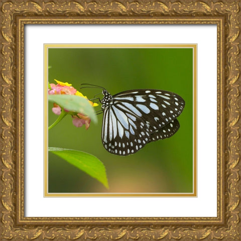 White tree nymph butterfly-ideopsis juventa Gold Ornate Wood Framed Art Print with Double Matting by Fitzharris, Tim