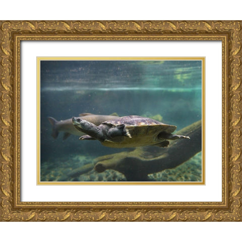 Malaysian pond turtle Gold Ornate Wood Framed Art Print with Double Matting by Fitzharris, Tim