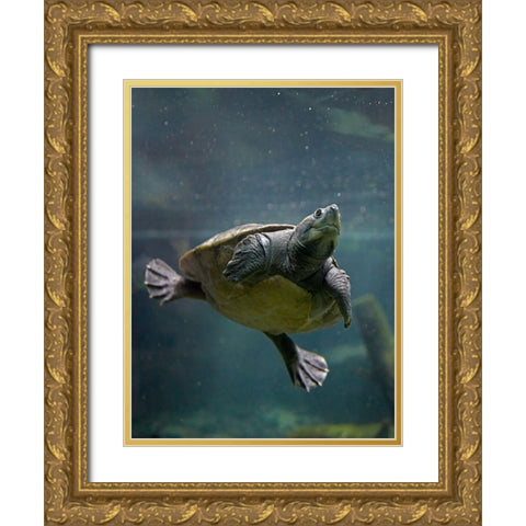 Malaysian pond turtle Gold Ornate Wood Framed Art Print with Double Matting by Fitzharris, Tim