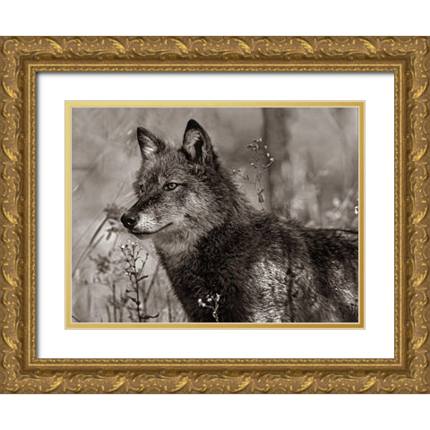 Gray wolf Sepia Gold Ornate Wood Framed Art Print with Double Matting by Fitzharris, Tim