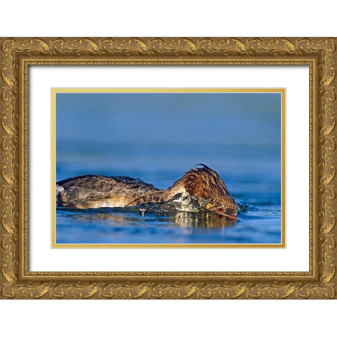 Common merganser-Ding Darling National Wildlife Refuge-Florida Gold Ornate Wood Framed Art Print with Double Matting by Fitzharris, Tim