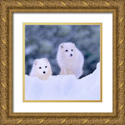 Arctic fox-Churchill-Manitoba Gold Ornate Wood Framed Art Print with Double Matting by Fitzharris, Tim