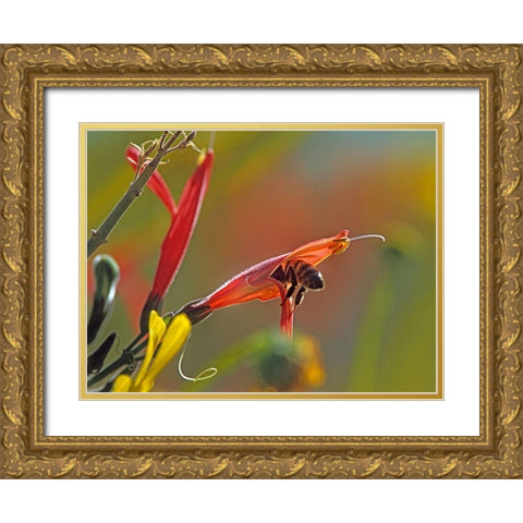 Honey Bee in chuparosa Gold Ornate Wood Framed Art Print with Double Matting by Fitzharris, Tim