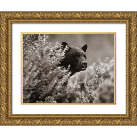 Black bear in underbrush Sepia Gold Ornate Wood Framed Art Print with Double Matting by Fitzharris, Tim