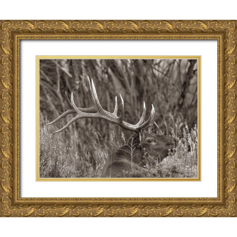 Bull elk-Colorado Sepia Gold Ornate Wood Framed Art Print with Double Matting by Fitzharris, Tim