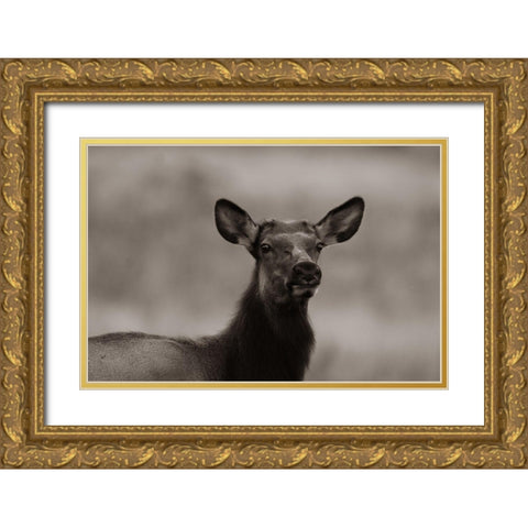 Female elk-Colorado Sepia Gold Ornate Wood Framed Art Print with Double Matting by Fitzharris, Tim