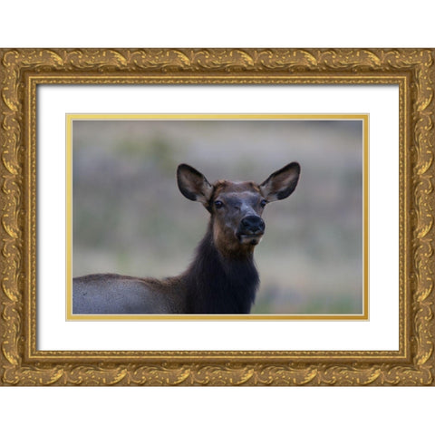 Female elk-Colorado Gold Ornate Wood Framed Art Print with Double Matting by Fitzharris, Tim