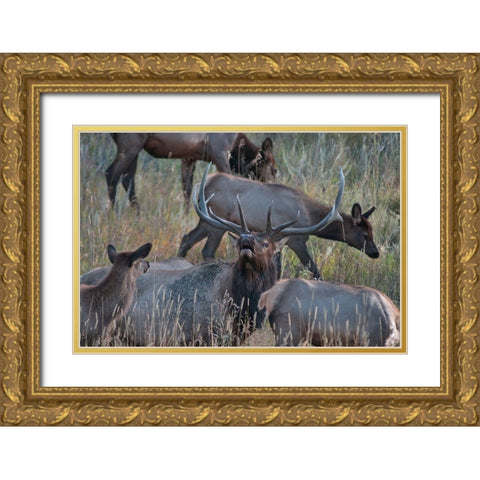 Bull elk bugling with harem-Colorado Gold Ornate Wood Framed Art Print with Double Matting by Fitzharris, Tim
