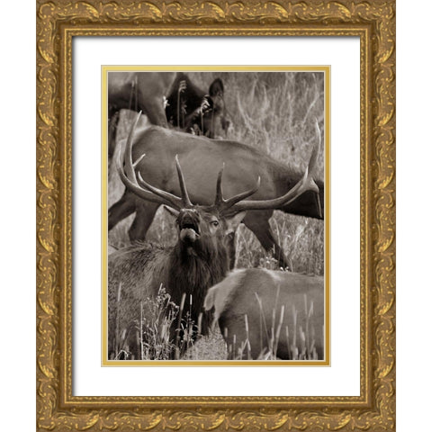 Bull elk bugling with harem-Colorado Sepia Gold Ornate Wood Framed Art Print with Double Matting by Fitzharris, Tim