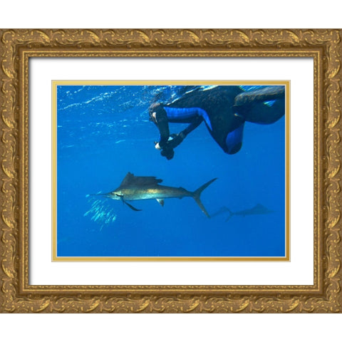 Sailfish-diver and sardines-Isla Mujeres-Mexico Gold Ornate Wood Framed Art Print with Double Matting by Fitzharris, Tim