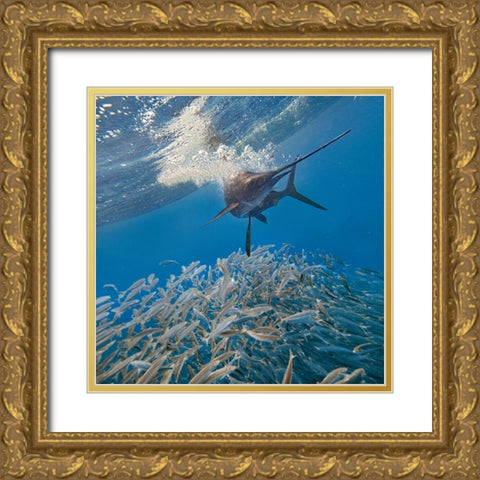 Sailfish and sardines-Isla Mujeres-Mexico Gold Ornate Wood Framed Art Print with Double Matting by Fitzharris, Tim