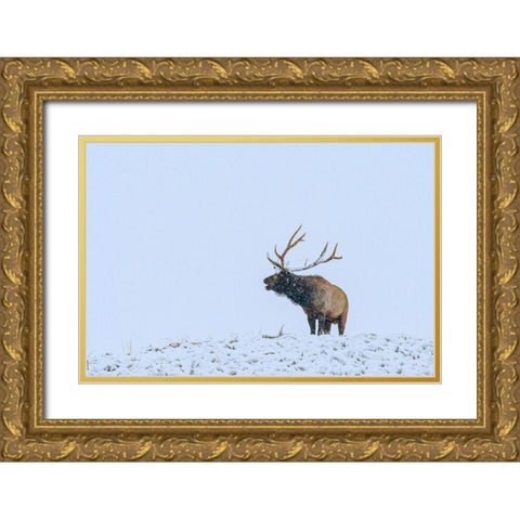 Bugling Elk-Yellowstone National Park-Wyoming Gold Ornate Wood Framed Art Print with Double Matting by Fitzharris, Tim