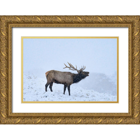 Bugling Elk-Yellowstone National Park-Wyoming Gold Ornate Wood Framed Art Print with Double Matting by Fitzharris, Tim