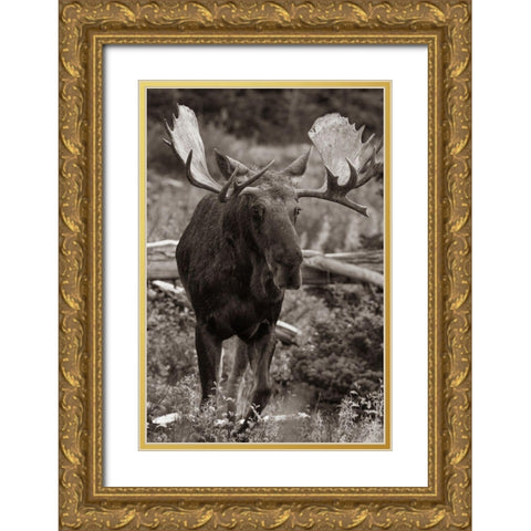 Bull moose-Glacier National Park-Montana, Gold Ornate Wood Framed Art Print with Double Matting by Fitzharris, Tim