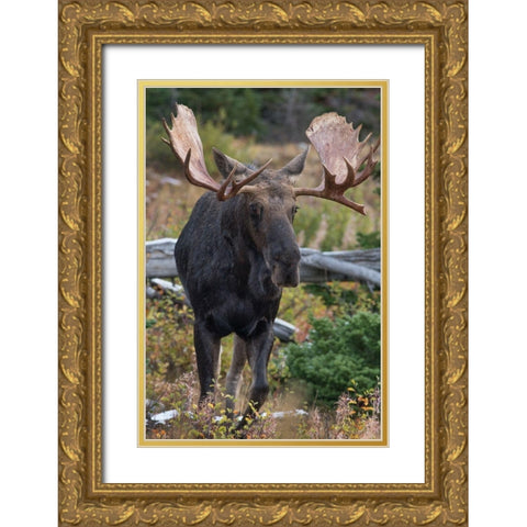 Bull moose-Glacier National Park-Montana, Gold Ornate Wood Framed Art Print with Double Matting by Fitzharris, Tim