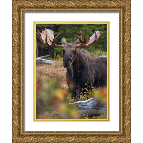 Bull moose-Glacier National Park-Montana, Gold Ornate Wood Framed Art Print with Double Matting by Fitzharris, Tim