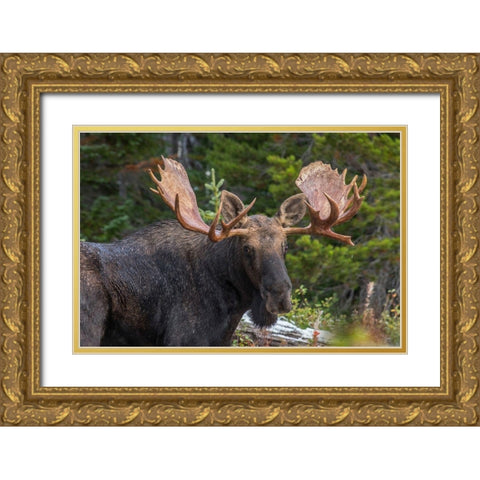 Bull moose-Rocky Mountains Glacier National Park-Montana Gold Ornate Wood Framed Art Print with Double Matting by Fitzharris, Tim