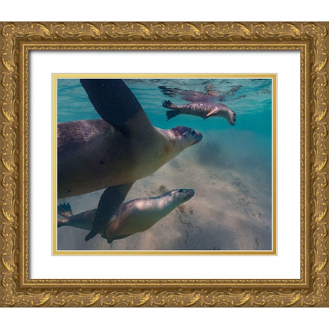 Australian sea lion-Jurien Bay-Australia Gold Ornate Wood Framed Art Print with Double Matting by Fitzharris, Tim