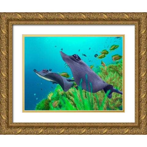 Blue Skates-Balicasag Island-Philippines Gold Ornate Wood Framed Art Print with Double Matting by Fitzharris, Tim