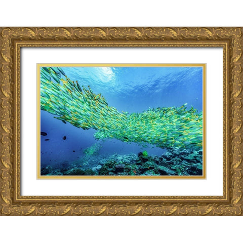 Yellow snapper school-Miniloc Island-Palawan-Philippines Gold Ornate Wood Framed Art Print with Double Matting by Fitzharris, Tim
