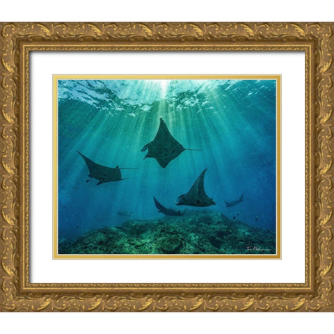 Reef manta rays-Penida Island-Indonesia Gold Ornate Wood Framed Art Print with Double Matting by Fitzharris, Tim