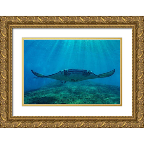 Reef manta rays-Penida Island-Indonesia Gold Ornate Wood Framed Art Print with Double Matting by Fitzharris, Tim