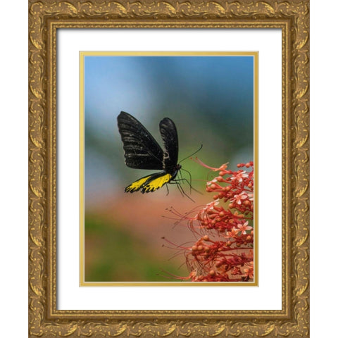 Birdwing butterfly Indonesia Gold Ornate Wood Framed Art Print with Double Matting by Fitzharris, Tim