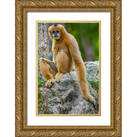 Black-crested Gibbon Gold Ornate Wood Framed Art Print with Double Matting by Fitzharris, Tim