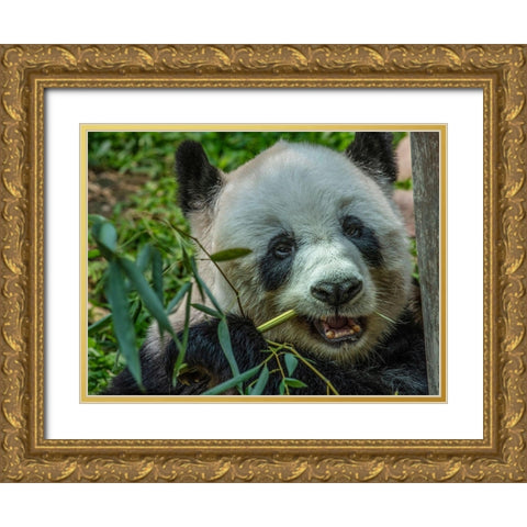 Panda eating bamboo Gold Ornate Wood Framed Art Print with Double Matting by Fitzharris, Tim